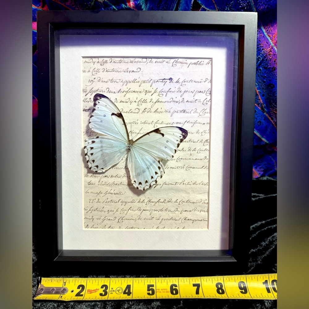 Rare Mint Morpho Butterfly Mounted Taxidermy Framed Wall Art 🦋 - Picture 11 of 13